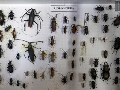 In un�altra teca ecco l�ordine dei coleotteri